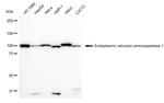 ARTS1 Antibody in Western Blot (WB)