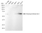 CRMP3 Antibody in Western Blot (WB)