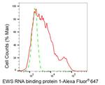 EWSR1 Antibody in Flow Cytometry (Flow)