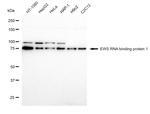EWSR1 Antibody in Western Blot (WB)