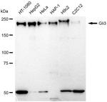 GLI3 Recombinant Rabbit Monoclonal Antibody (23GB1280)
