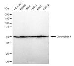 CBX4 Antibody in Western Blot (WB)