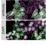 CDK5 Antibody