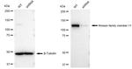 KIF11 Antibody