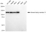 KIF11 Antibody in Western Blot (WB)