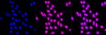 DJ-1 Recombinant Rabbit Monoclonal Antibody (23GB1955)