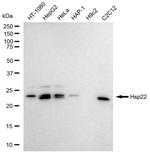 HSPB8 Antibody in Western Blot (WB)