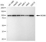 MCM6 Antibody in Western Blot (WB)