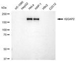 IQGAP2 Antibody in Western Blot (WB)