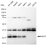 BCL-10 Antibody in Western Blot (WB)