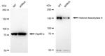 HDAC9 Antibody