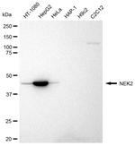 NEK2 Antibody in Western Blot (WB)
