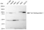 TAX1BP1 Antibody in Western Blot (WB)