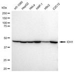 IDH1 Recombinant Rabbit Monoclonal Antibody (23GB2105)