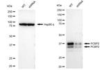 PCBP2 Antibody
