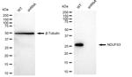 NDUFS3 Antibody