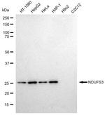NDUFS3 Antibody in Western Blot (WB)