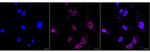 MRAS Recombinant Rabbit Monoclonal Antibody (23GB2150)