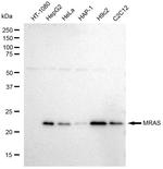 MRAS Recombinant Rabbit Monoclonal Antibody (23GB2150)