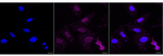 PSMB10 Antibody in Immunocytochemistry (ICC/IF)