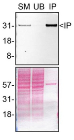 Syntenin 1 Antibody in Immunoprecipitation (IP)
