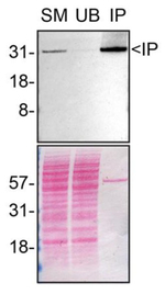Syntenin 1 Antibody in Immunoprecipitation (IP)