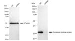 Syntenin 1 Antibody