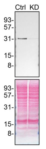 Syntenin 1 Antibody in Western Blot (WB)