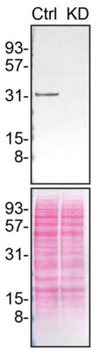 Syntenin 1 Antibody in Western Blot (WB)
