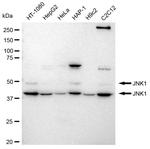 JNK1 Recombinant Rabbit Monoclonal Antibody (23GB2220)