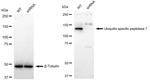 USP7 Antibody