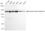 USP7 Antibody in Western Blot (WB)