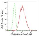 DDB1 Antibody in Flow Cytometry (Flow)