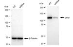 DDB1 Antibody