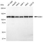 DDB1 Antibody in Western Blot (WB)