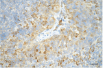 Caspase 3 Antibody in Immunohistochemistry (Paraffin) (IHC (P))