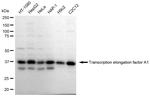 TCEA1 Antibody in Western Blot (WB)