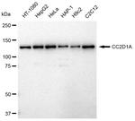 CC2D1A Recombinant Rabbit Monoclonal Antibody (23GB3045)