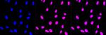 CIRBP Recombinant Rabbit Monoclonal Antibody (23GB7980)