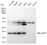 CIRBP Antibody in Western Blot (WB)