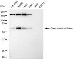 CoA Synthase Antibody in Western Blot (WB)