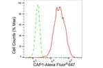 CAP1 Antibody in Flow Cytometry (Flow)