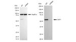 CAP1 Antibody
