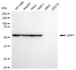 CAP1 Antibody in Western Blot (WB)
