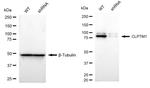 CLPTM1 Antibody