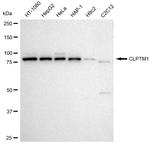 CLPTM1 Antibody in Western Blot (WB)