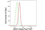 BAG1 Antibody in Flow Cytometry (Flow)