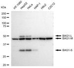 BAG1 Antibody in Western Blot (WB)