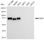 CD44 Recombinant Rabbit Monoclonal Antibody (23GB3060)