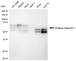 BIN1 Recombinant Rabbit Monoclonal Antibody (23GB3010)